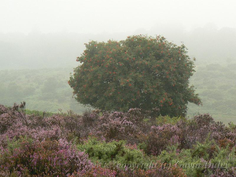 Heathland in the rain, New Forest P1120574.JPG